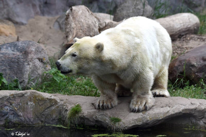 "Zwergeisbär" | ZOOM-Erlebniswelt Gelsenkirchen | 05.06.2022