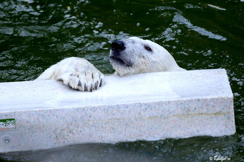 Eisbär | Tierpark Berlin | 27.05.2018