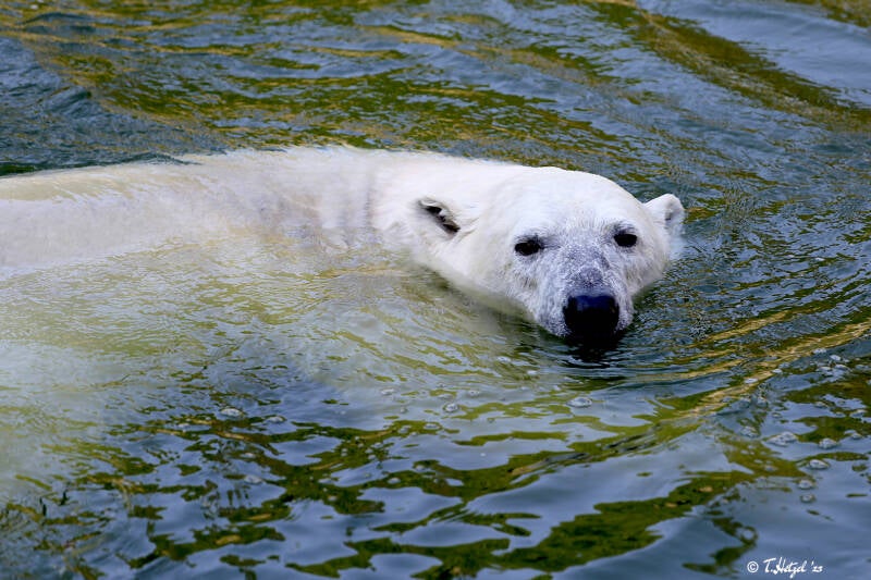 Eisbär | Tierpark Berlin | 27.05.2018