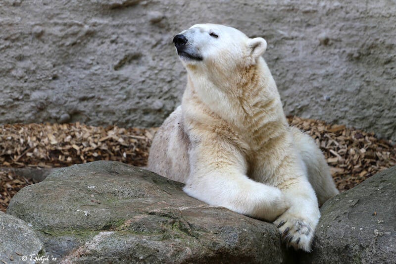 Eisbär | Tierpark Hellabrunn, München | 15.08.2018