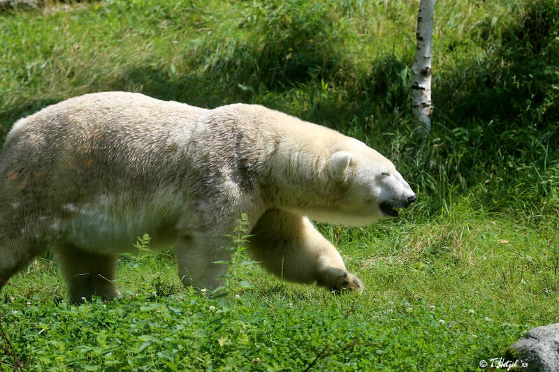 Eisbär | Tierpark Hellabrunn, München | 15.08.2018