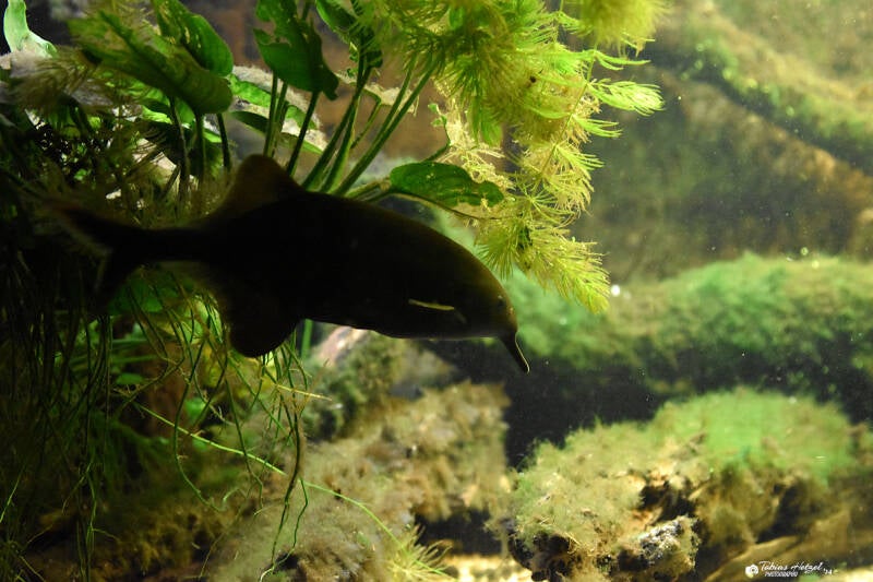 Elefantenrüsselfisch | Zoo Frankfurt | 09.03.2024