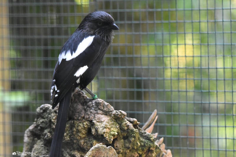 Elsterwürger | Weltvogelpark Walsrode | 09.06.2023