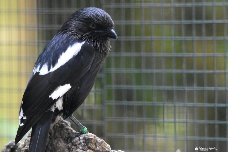 Elsterwürger | Weltvogelpark Walsrode | 09.06.2023