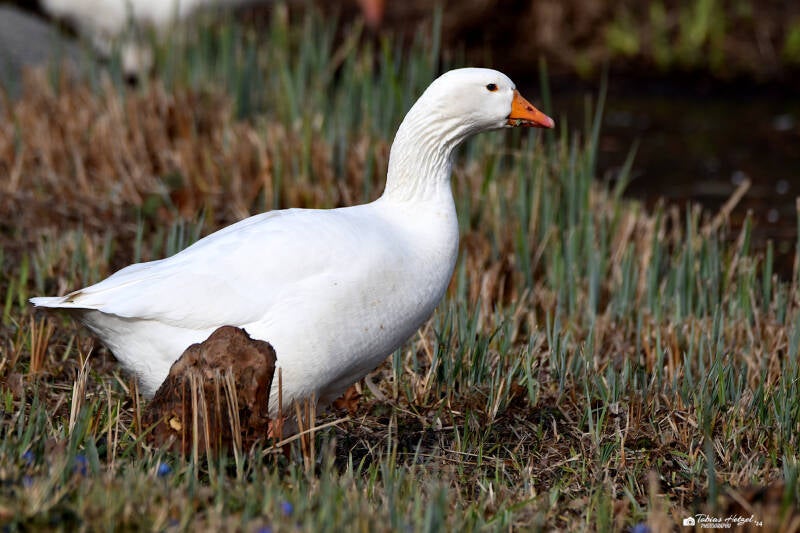 Emdener Gans | Zoo Frankfurt | 09.03.2024