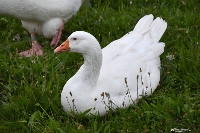 Emdener Gans | Zoo Frankfurt | 08.09.2023