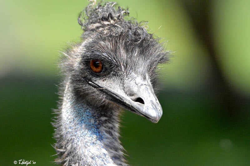 Emu