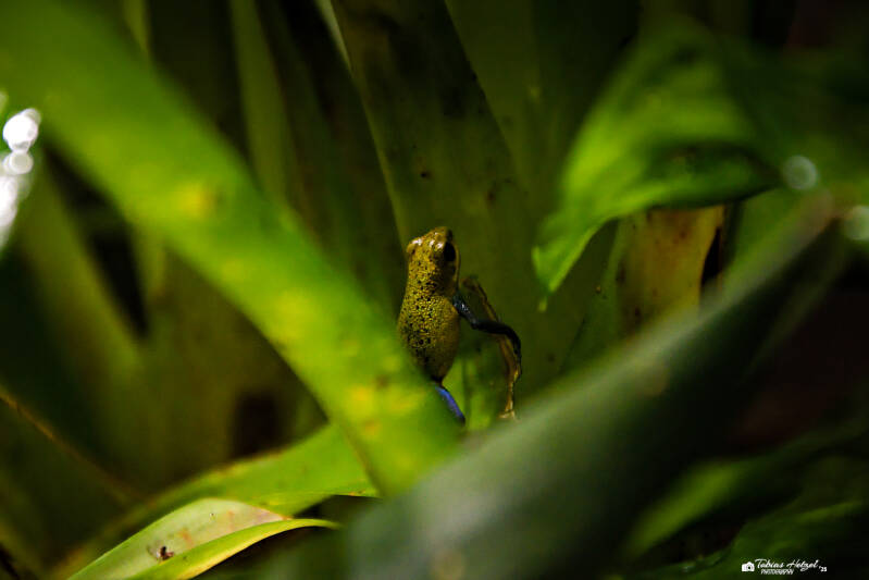 Erdbeerfröschchen | Tierpark Chemnitz | 13.07.2025