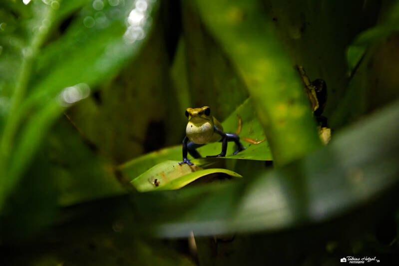 Erdbeerfröschchen | Tierpark Chemnitz | 13.07.2025