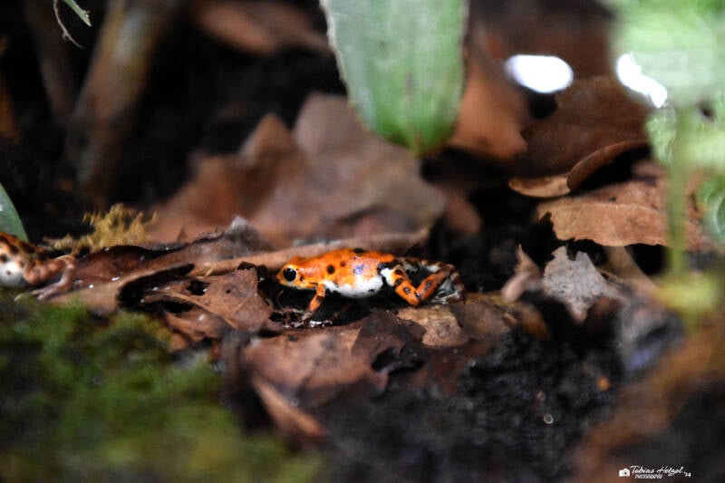 Erdbeerfröschchen | Zoo Frankfurt | 09.03.2024