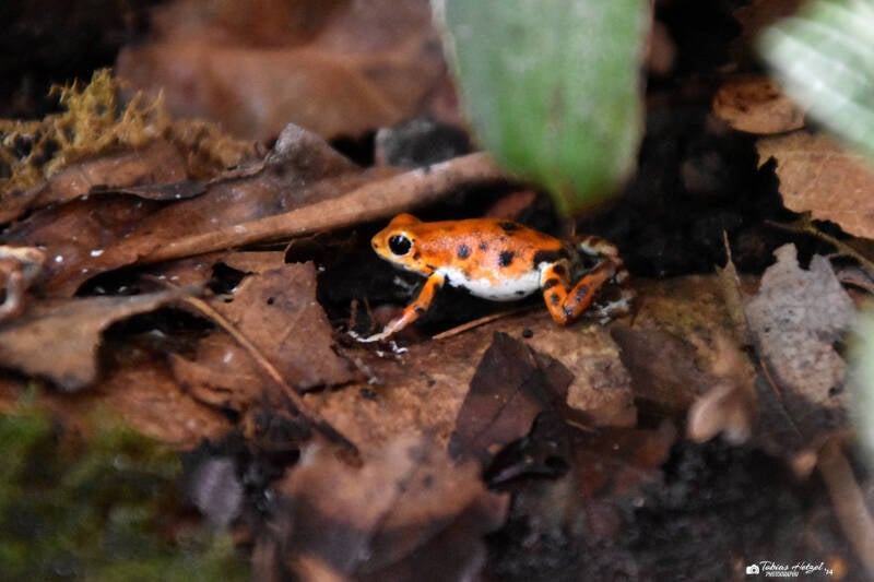 Erdbeerfröschchen | Zoo Frankfurt | 09.03.2024