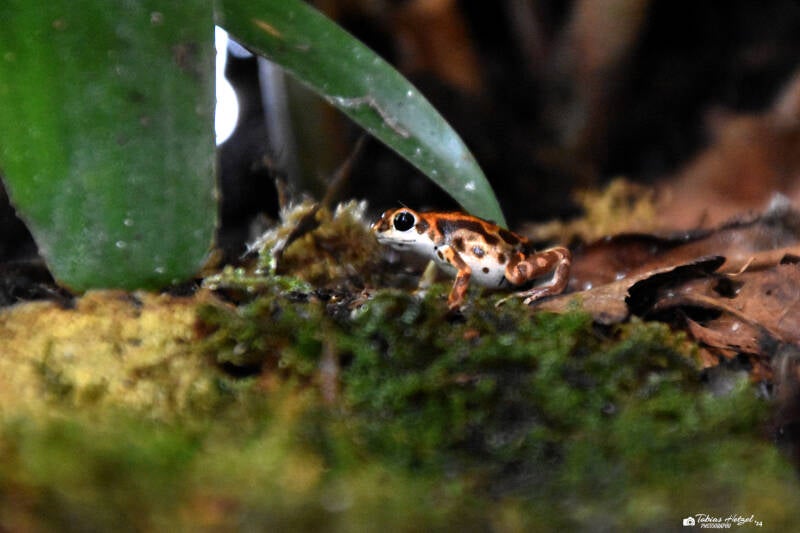 Erdbeerfröschchen | Zoo Frankfurt | 09.03.2024