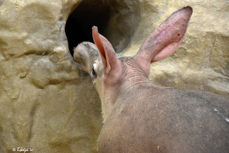 Erdferkel | Zoo Frankfurt | 10.03.2022