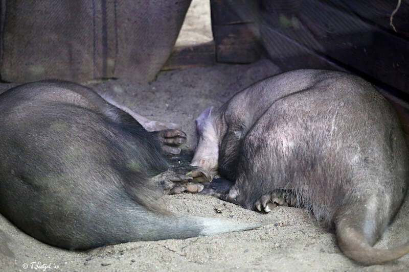 Erdferkel | Kölner Zoo | 28.12.2018
