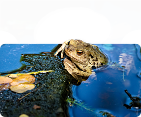 Erdkröte
