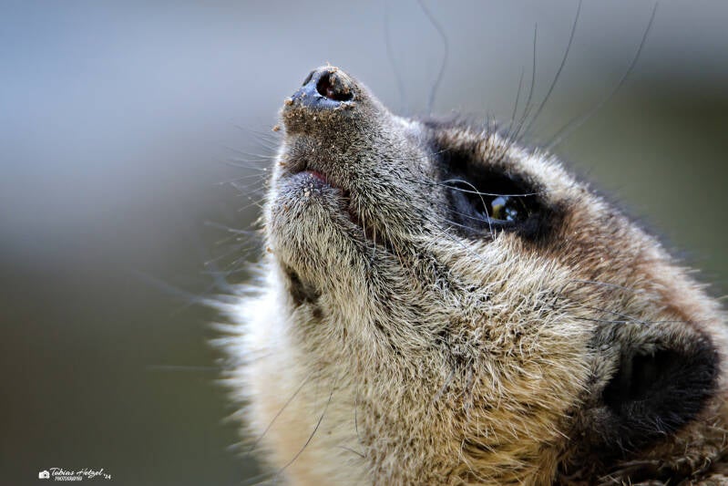 Erdmännchen | Zoo Hof | 21.09.2024