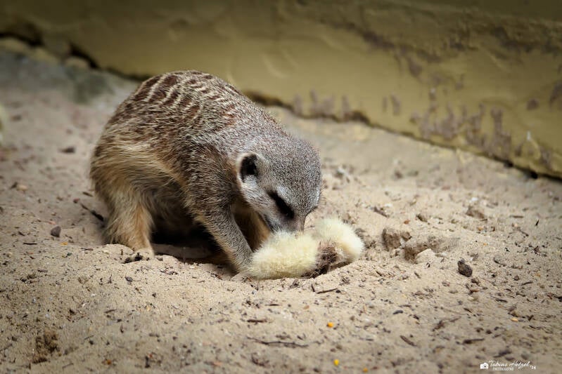 Erdmännchen | Tier- und Freizeitpark Thüle | 03.08.2024