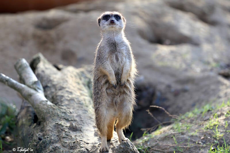 Erdmännchen | Kölner Zoo | 28.12.2018