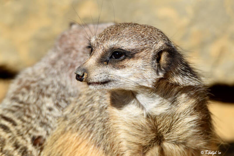 Erdmännchen | Zoo Frankfurt | 10.03.2022