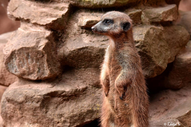 Erdmännchen | Tierpark Gotha | 01.08.2022