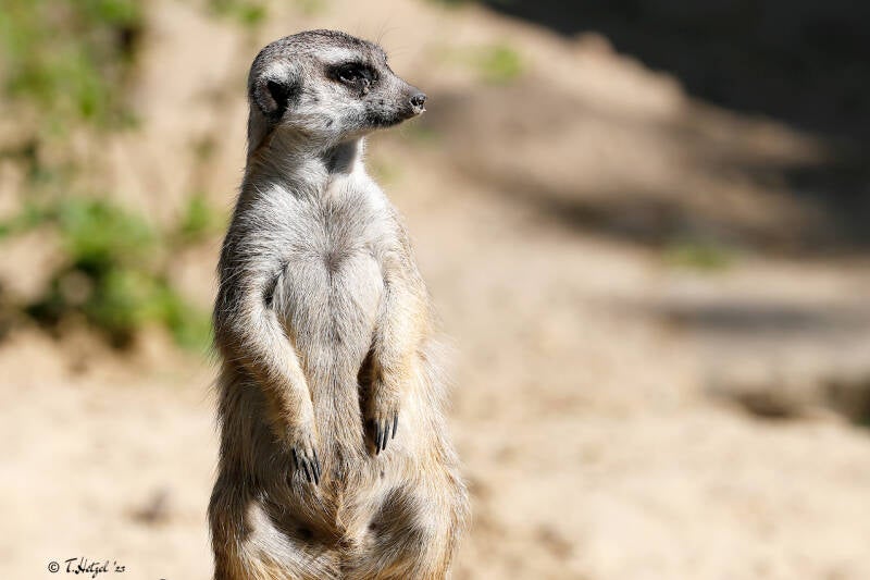 Erdmännchen | Zoo Berlin | 26.05.2018