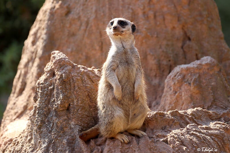 Erdmännchen | Zoo Leipzig | 17.08.2018