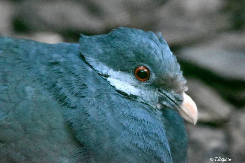 Erdtaube | Weltvogelpark Walsrode | 09.06.2023