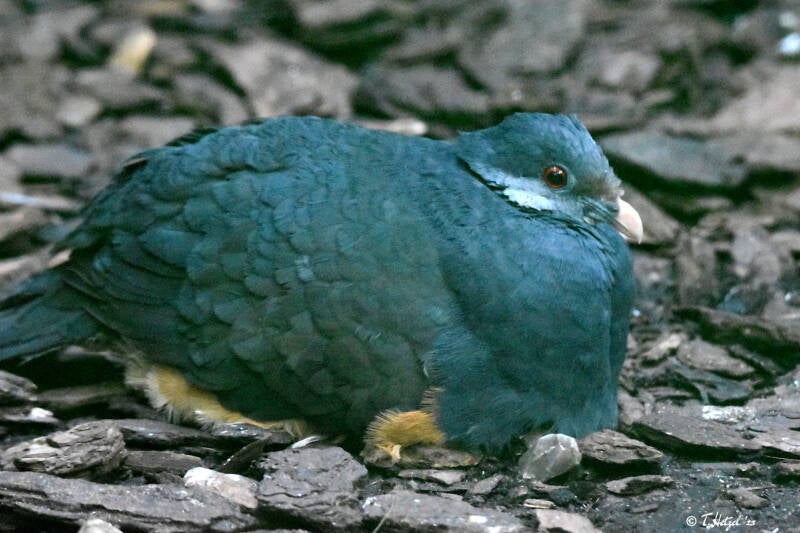 Erdtaube | Weltvogelpark Walsrode | 09.06.2023