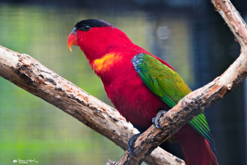 Erzlori | Zoologischer Stadtgarten Karlsruhe | 03.04.2026
