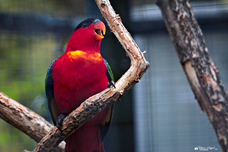Erzlori | Zoologischer Stadtgarten Karlsruhe | 03.04.2026