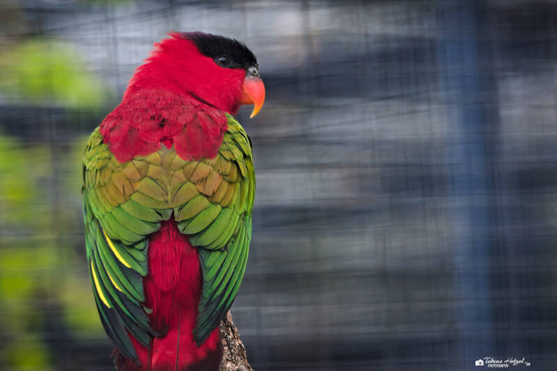 Erzlori | Zoologischer Stadtgarten Karlsruhe | 03.04.2026
