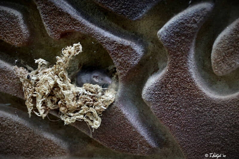 Etruskerspitzmaus | Zoologischer Stadtgarten Karlsruhe | 14.08.2018