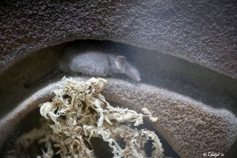 Etruskerspitzmaus | Zoologischer Stadtgarten Karlsruhe | 14.08.2018