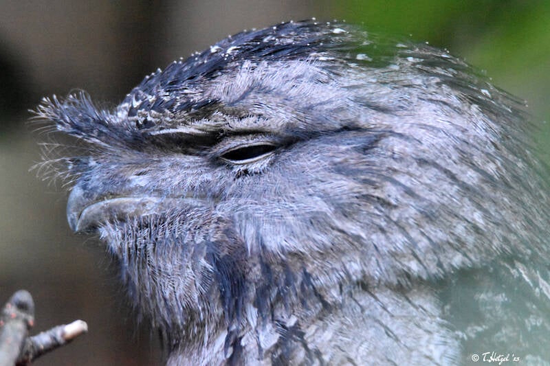 Eulenschwalm | Weltvogelpark Walsrode | 09.06.2023