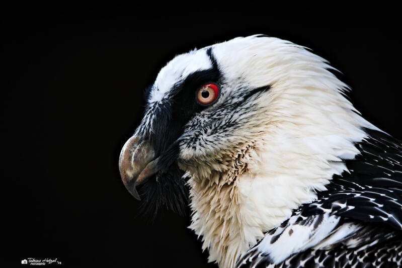 Eurasischer Bartgeier | Wildpark Potzberg, Föckelberg | 05.10.2024