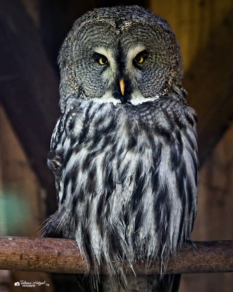 Eurasischer Bartkauz | Tierpark Bad Liebenstein | 22.09.2024