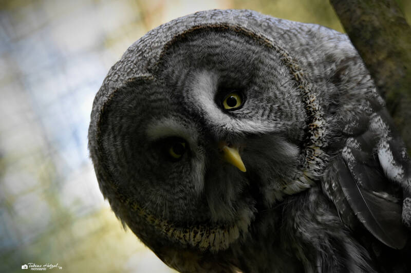 Eurasischer Bartkauz | Zoo Decin | 11.07.2025