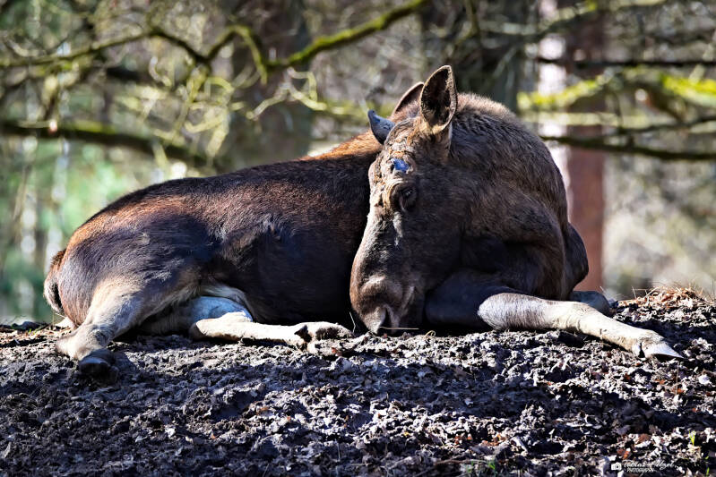 Eurasischer Elch | Wildpark Alte Fasanerie, Hanau Klein-Auheim | 01.03.2026