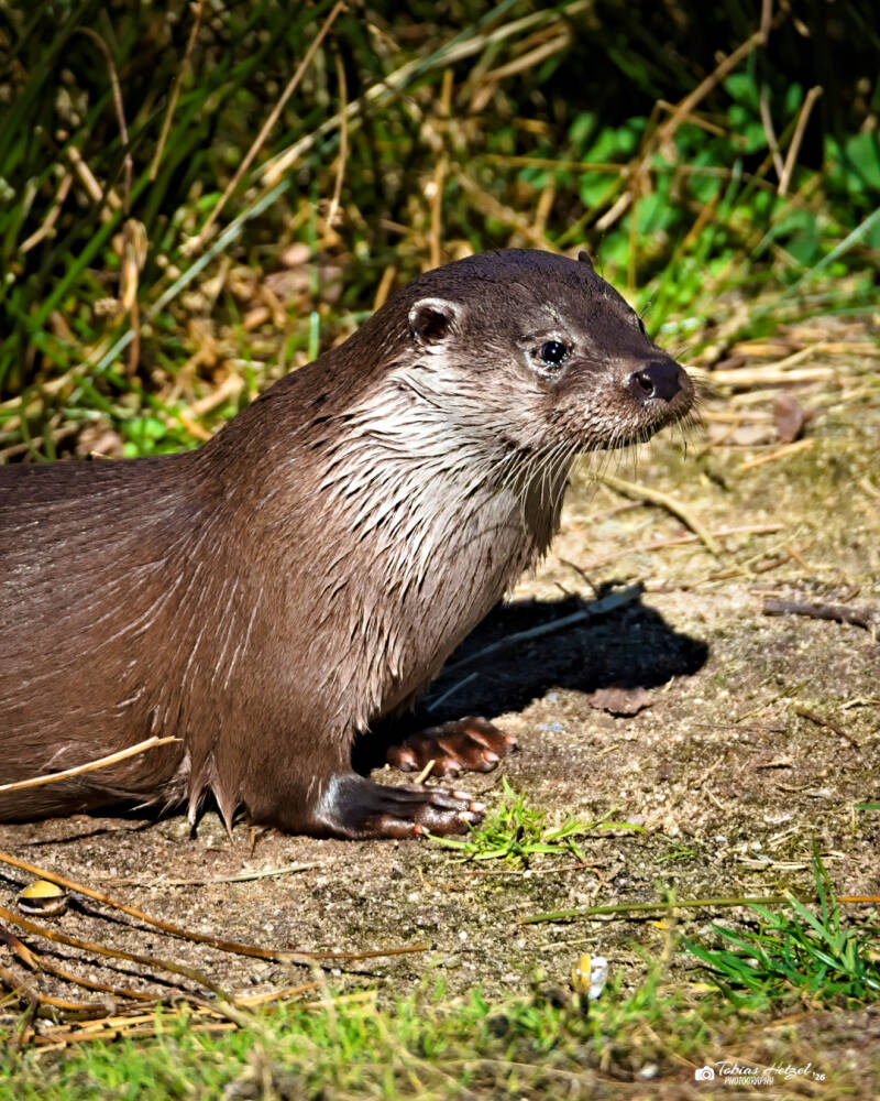 Eurasischer Fischotter (Nominatform) | Wildpark Alte Fasanerie, Hanau Klein-Auheim | 01.03.2026