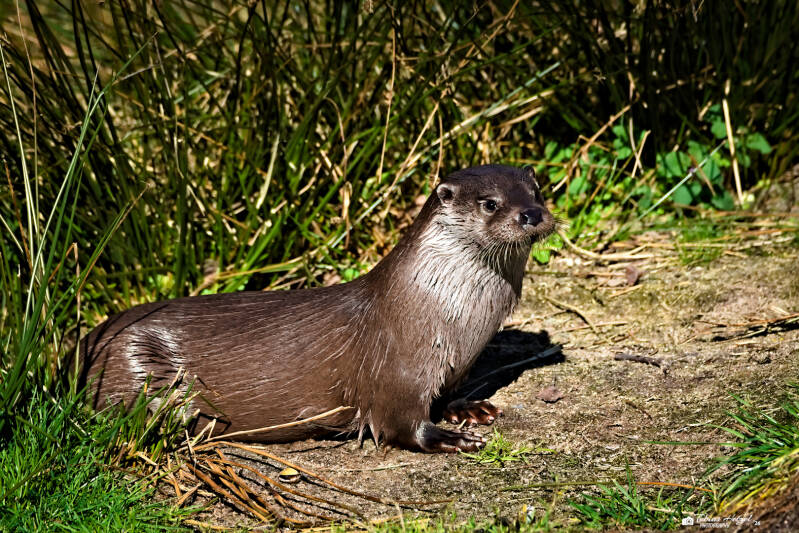 Eurasischer Fischotter (Nominatform) | Wildpark Alte Fasanerie, Hanau Klein-Auheim | 01.03.2026