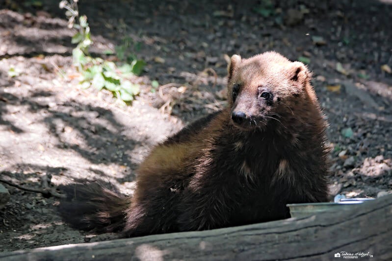 Eurasischer Vielfraß | Zoo Usti nad labem | 11.07.2025