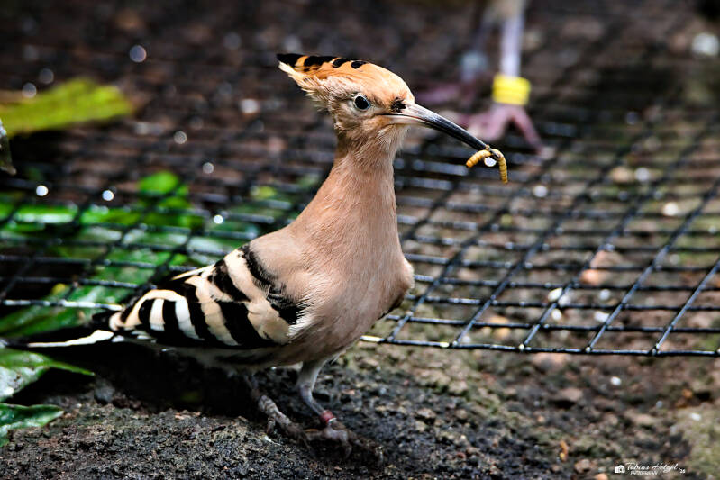 Eurasischer Wiedehopf | Zoologischer Stadtgarten Karlsruhe | 03.04.2026