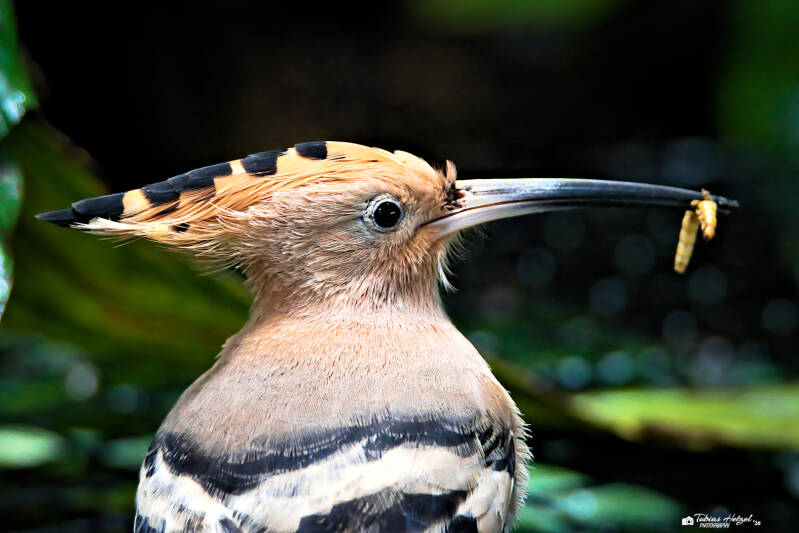 Eurasischer Wiedehopf | Zoologischer Stadtgarten Karlsruhe | 03.04.2026