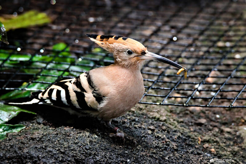 Eurasischer Wiedehopf | Zoologischer Stadtgarten Karlsruhe | 03.04.2026