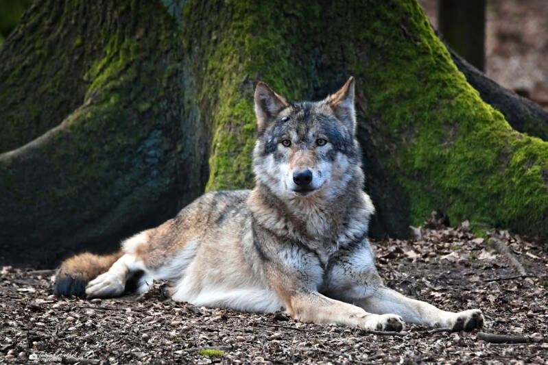 Eurasischer Wolf | Wildpark Alte Fasanerie, Hanau Klein-Auheim | 01.03.2026