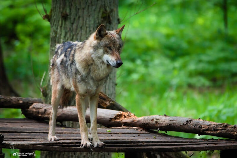 Eurasischer Wolf | Wildpark Alte Fasanerie, Hanau Klein-Auheim | 18.05.2024