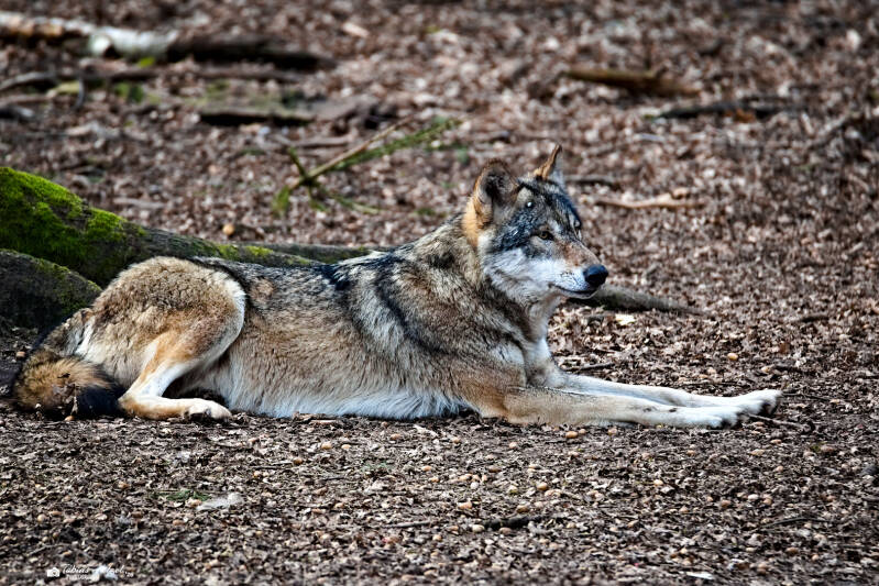 Eurasischer Wolf | Wildpark Alte Fasanerie, Hanau Klein-Auheim | 01.03.2026