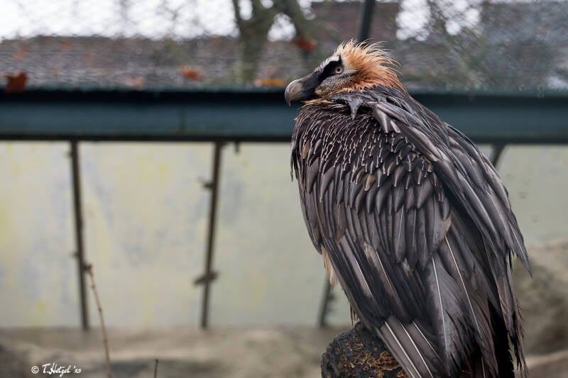 Eurasischer Bartgeier | Zoo Frankfurt | 30.12.2017