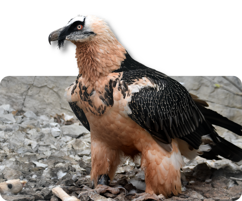 Eurasischer Bartgeier