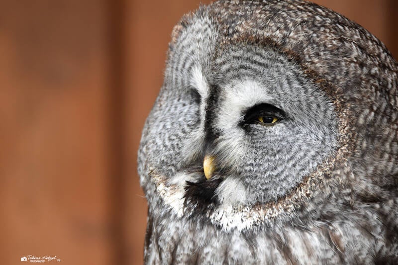 Eurasischer Bartkauz | Zoo Neunkirchen | 30.01.2021